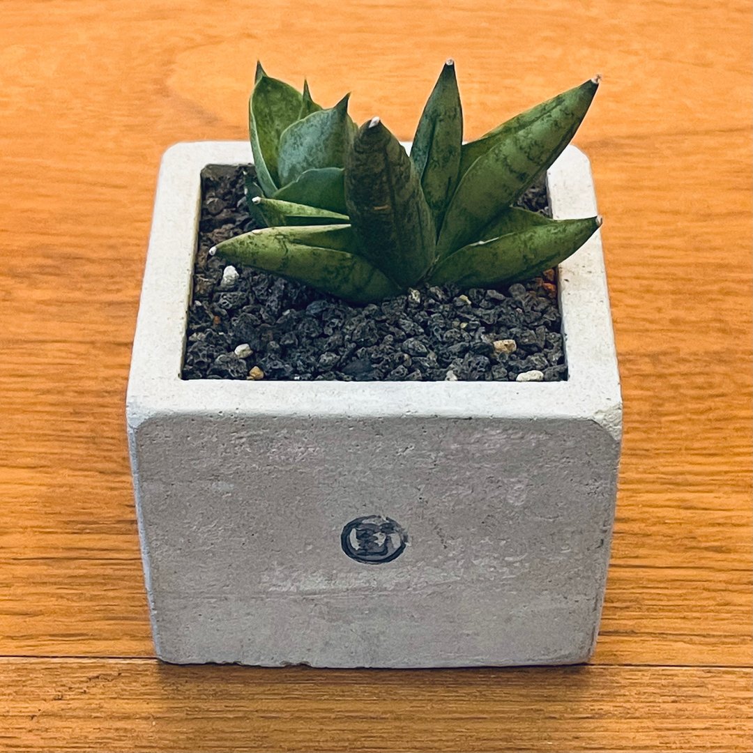【野草不野-限时贩售】姬佛手 / 大方盆 - 植栽/盆栽 - 植物．花 绿色