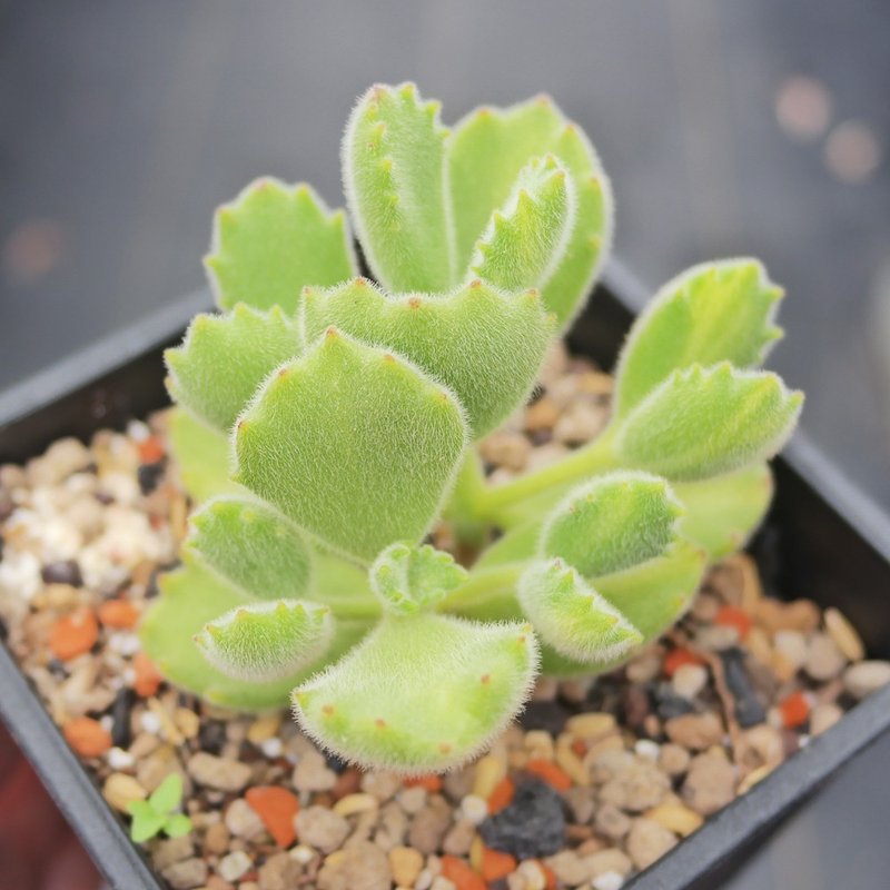 【豆豆多肉】乔迁│送礼│升迁│多肉植物│-黄斑熊童子 - 植栽/盆栽 - 植物．花 