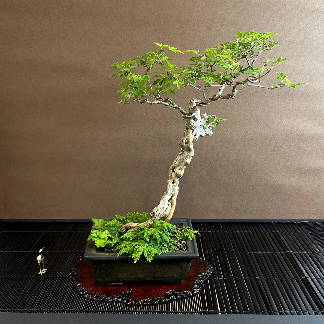 文人舍利干∣中品展览级盆景 蒲姜 - 植栽/盆栽 - 陶 