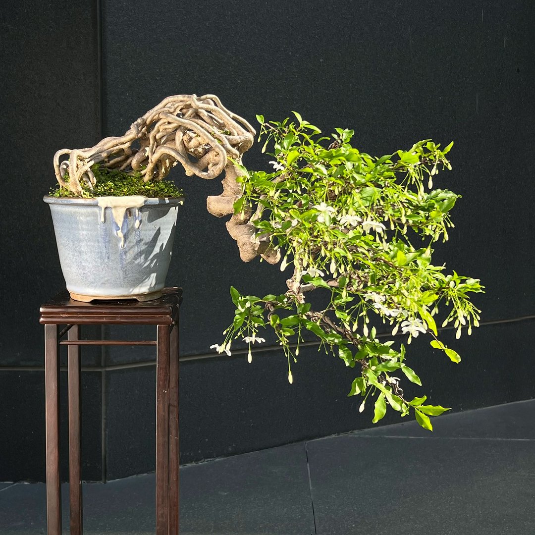 香水梅∣中品大悬崖盆景 迎宾展览级 - 植栽/盆栽 - 陶 