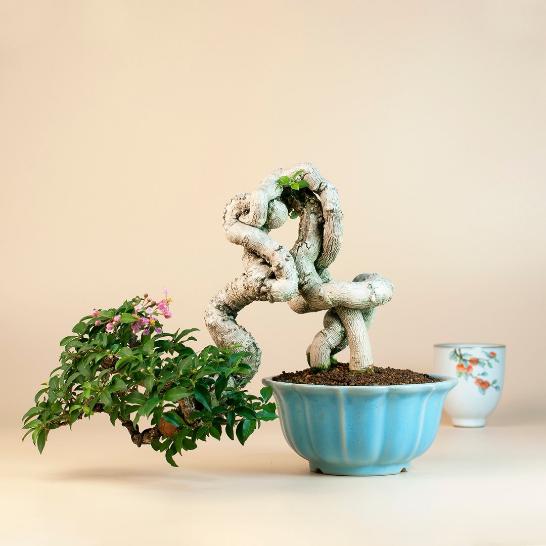 【露根盆景】李氏樱桃 花果植物 居家摆设 - 植栽/盆栽 - 植物．花 