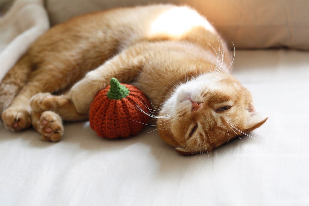南瓜 手工猫草包 猫玩具 猫薄荷 手工编织 毛线玩具 - 玩具 - 其他材质 橘色