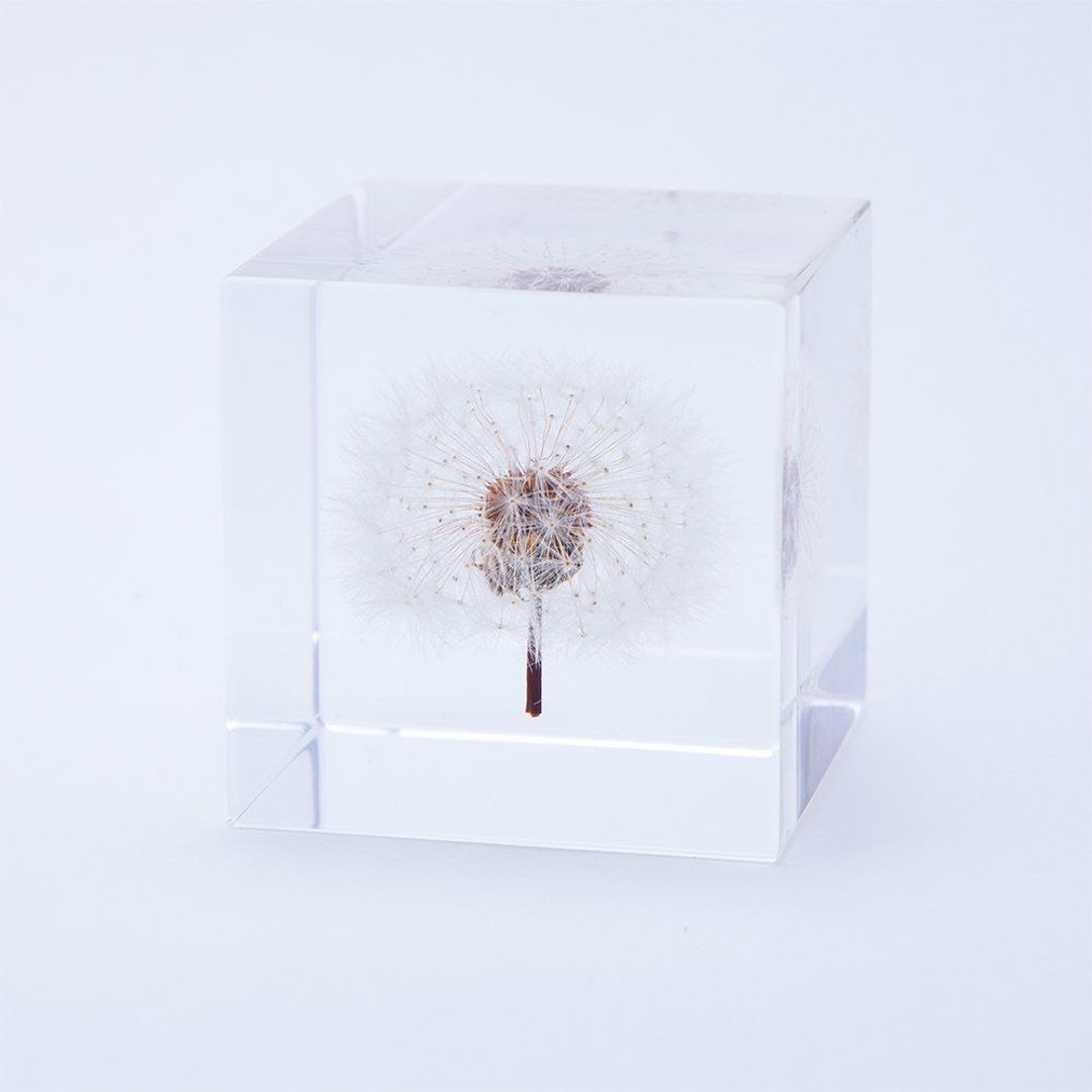 Sola cube 蒲公英立方块_随风而生 - 摆饰 - 植物．花 透明