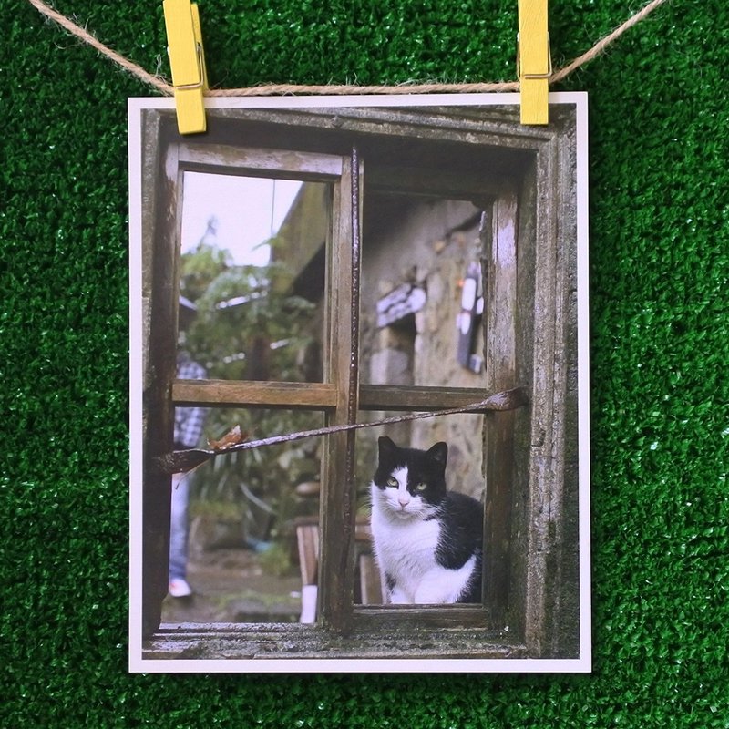 3猫小铺猫咪写真明信片(摄影:猫夫人) – 倚窗 - 卡片/明信片 - 纸 