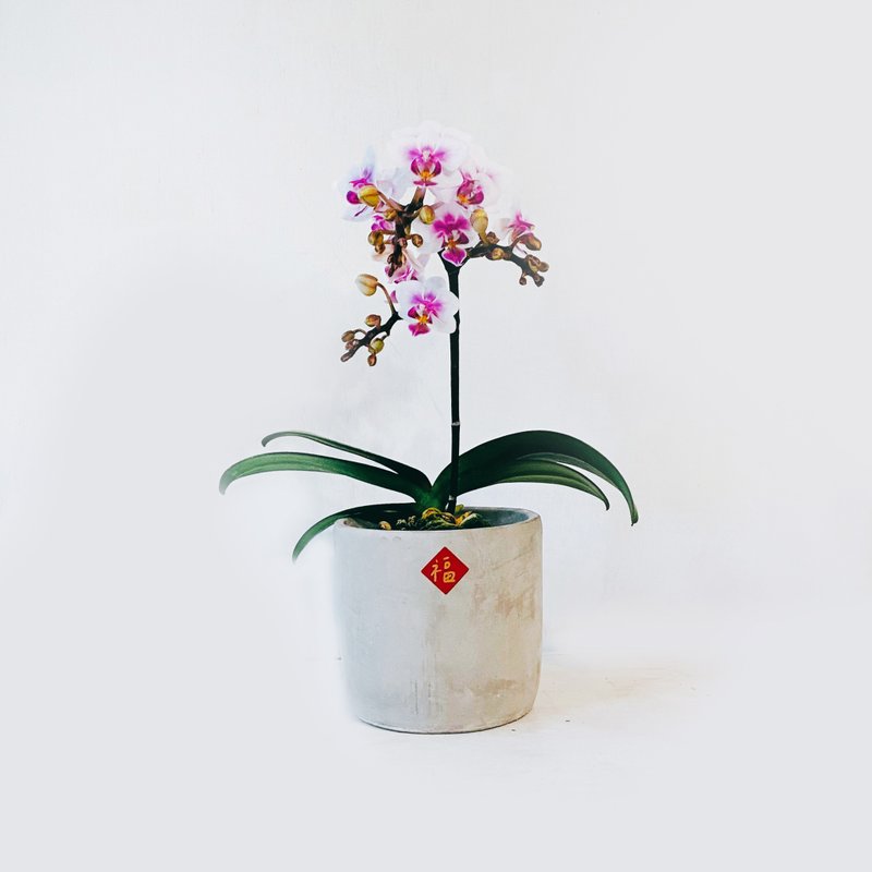 盆空间・春之舞者 兰花  室内观赏植物绿化花卉盆栽植栽 水泥盆 4 - 植栽/盆栽 - 植物．花 