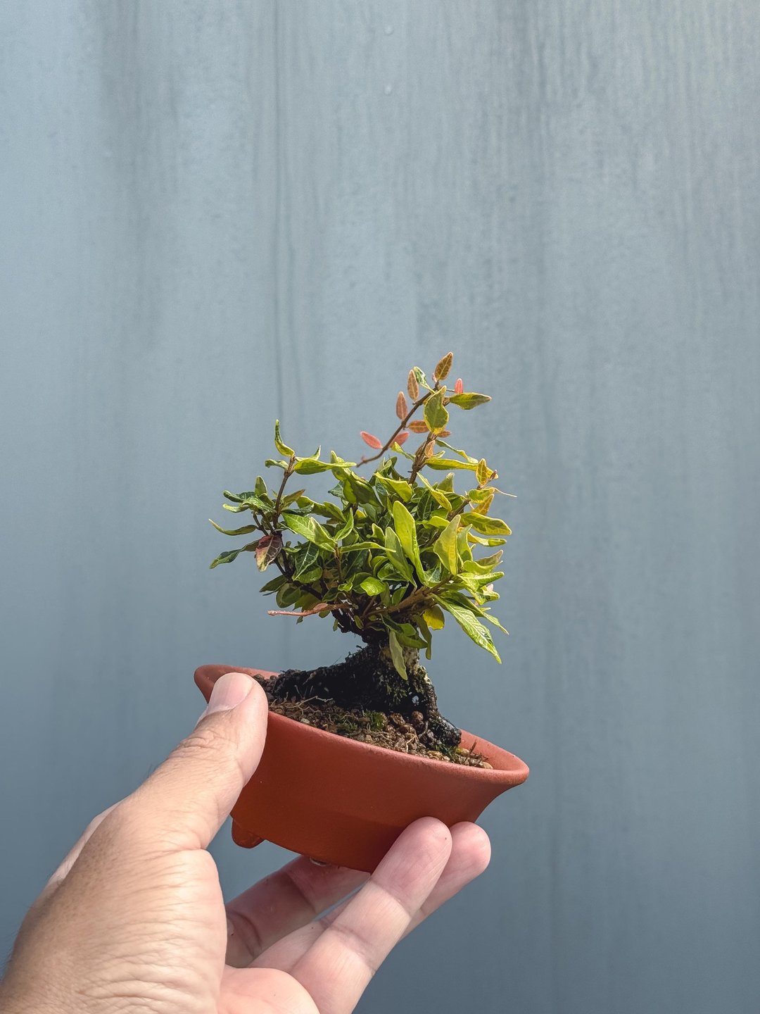 缩缅葛迷你盆栽 疗愈系超美红芽变色叶 好养又精致 半日照可 送礼 - 植栽/盆栽 - 植物．花 绿色