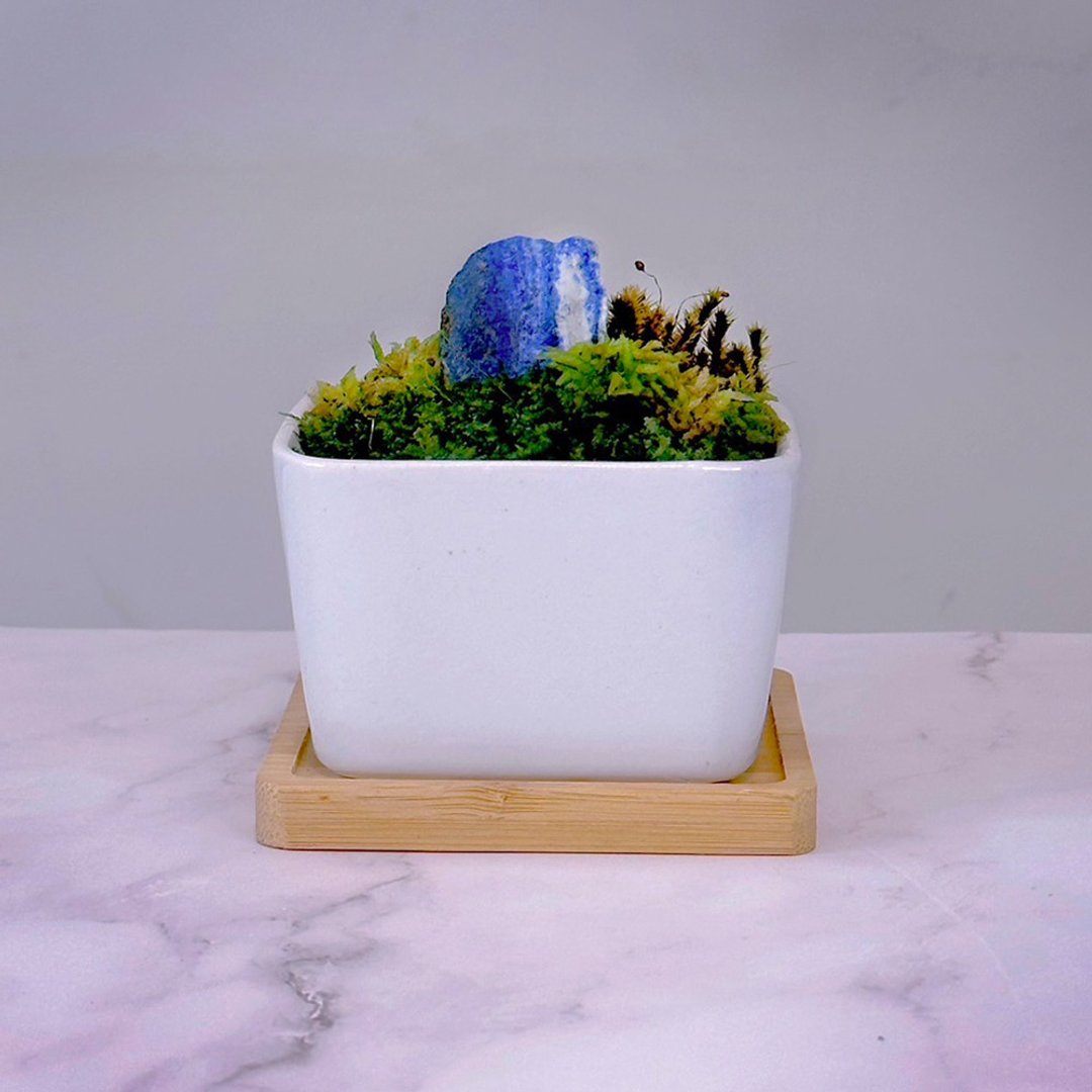 全定制化设计 – 灵石苔藓盆栽 / 青金石 - 植栽/盆栽 - 植物．花 