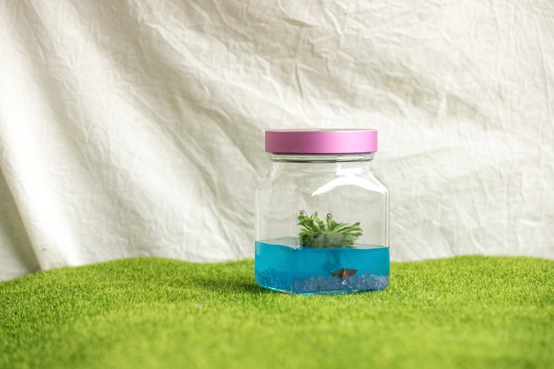 小室瓶栽 限量工业风款式【毛毡苔】 暗夜海洋 - 植栽/盆栽 - 玻璃 透明