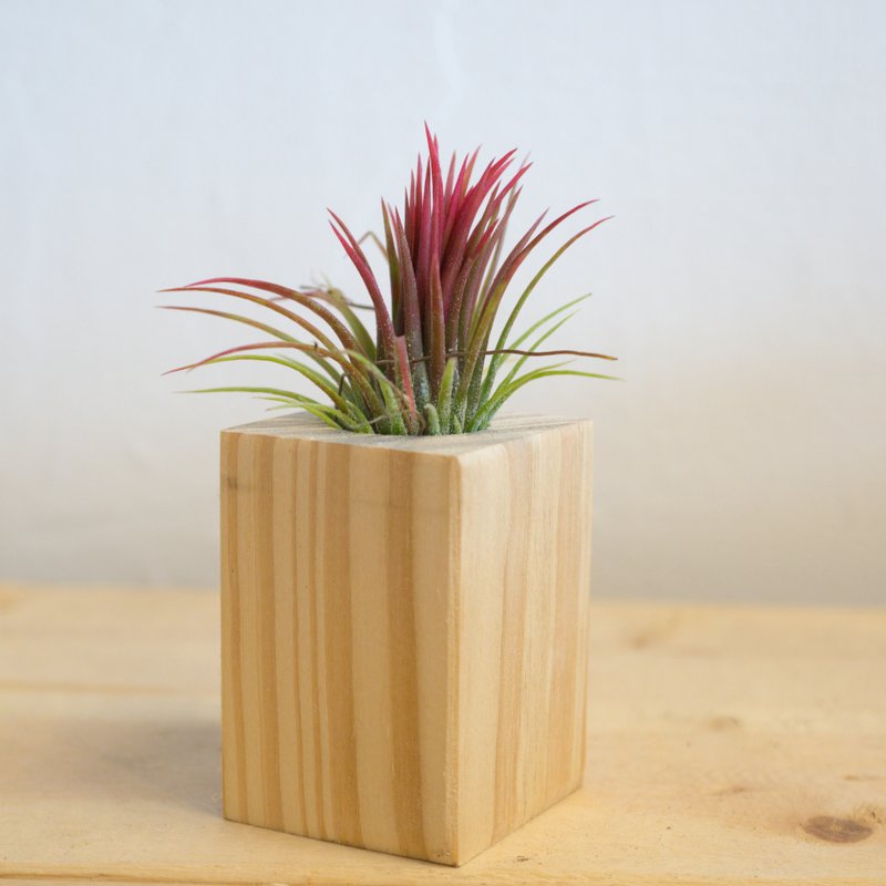 积木空气凤梨 - 烈火小精灵 - 植栽/盆栽 - 木头 金色