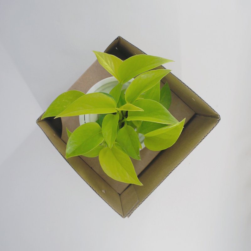 加购商品 - 玻璃、方陶 送礼礼盒 / 犀力款不适用 - 花瓶/陶器 - 植物．花 