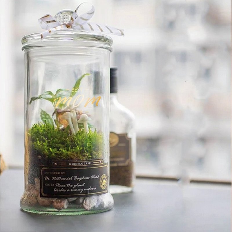 (松菸)打造自己的华德箱/植物生态瓶【成人班】 - 植栽 - 植物．花 