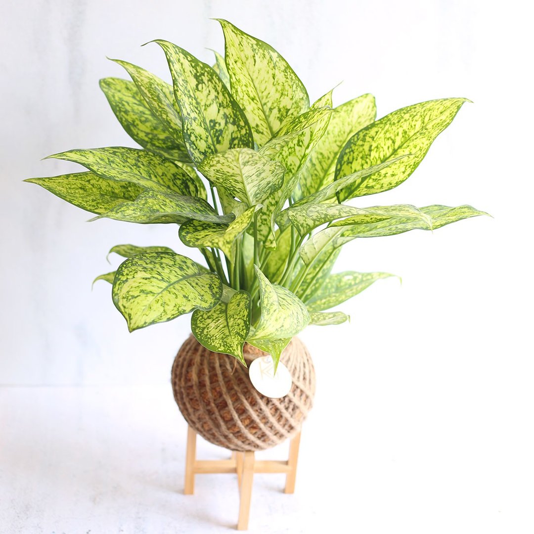 PD49 爱玉粗肋草大苔球 / 室内植栽 - 植栽/盆栽 - 植物．花 