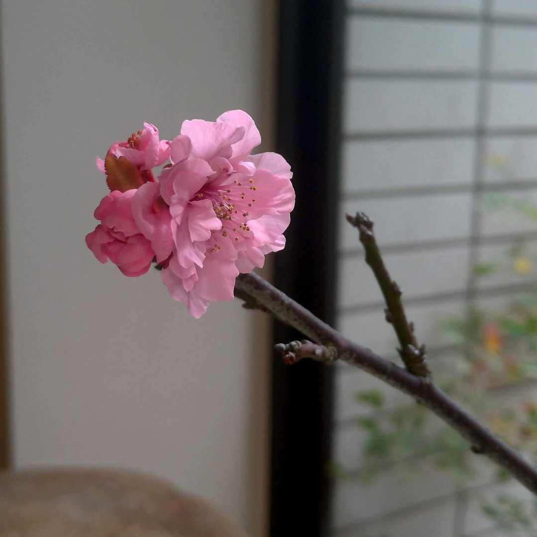 美人梅∣红叶狩梅 梅花中品盆栽 - 植栽/盆栽 - 陶 