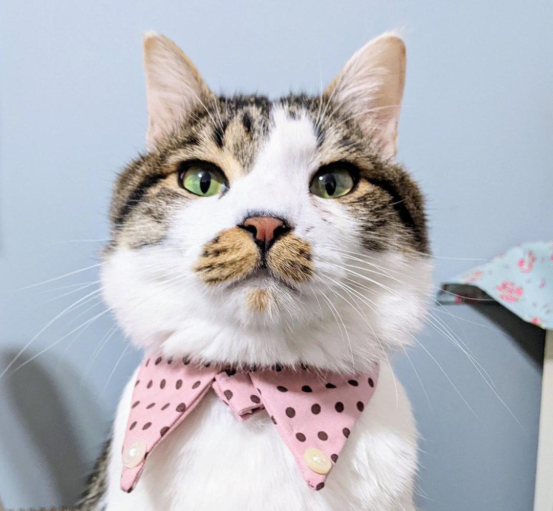 It looks like you're wearing a shirt, bib with a cat collar, cat collar - 衣/帽 - 棉．麻 粉红色