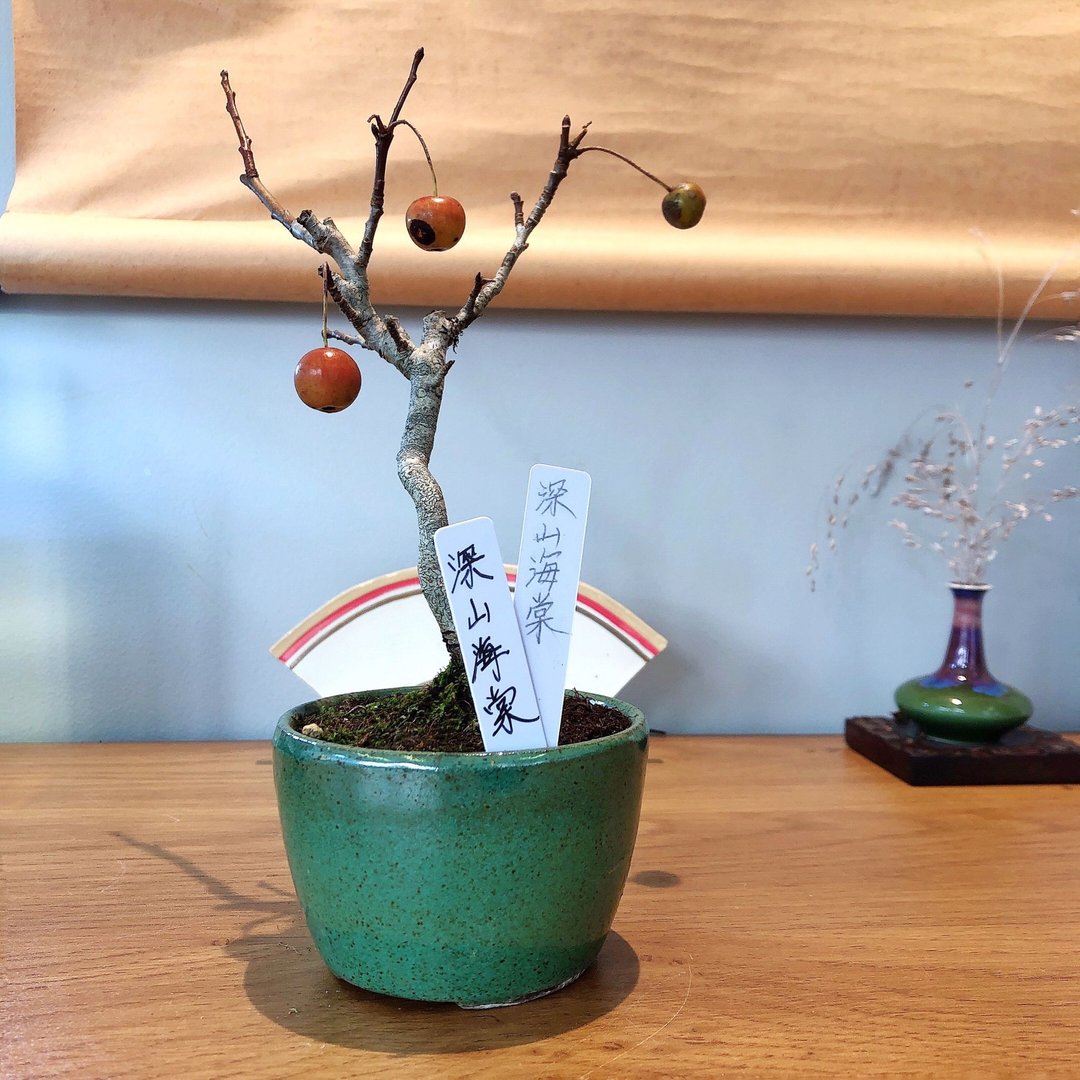 深山海棠 Japanese crabapple - 植栽/盆栽 - 植物．花 
