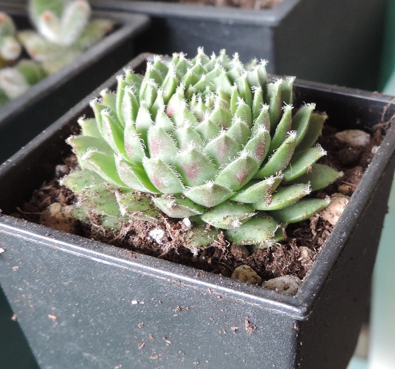 选购植栽- 多肉植物 甜心卷绢 卷娟 - 植栽/盆栽 - 植物．花 