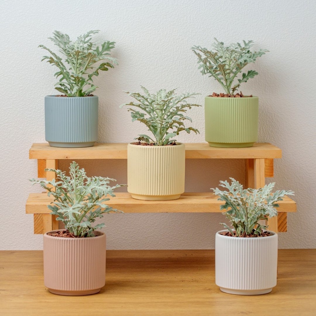 银叶菊植物  莫兰迪色系直纹陶盆  室内植物 观叶植物 礼物 盆栽 - 植栽/盆栽 - 瓷 银色
