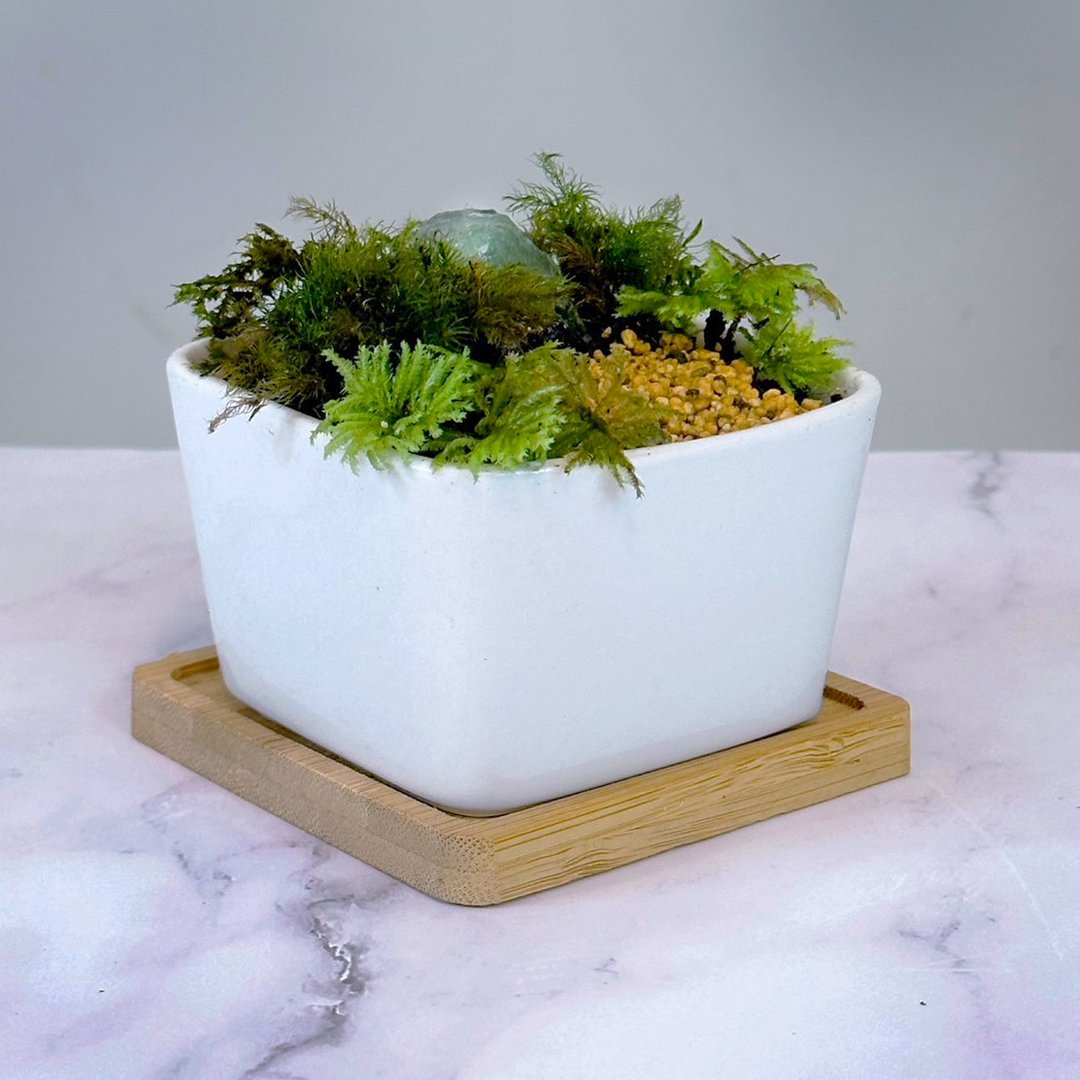 全定制化设计 – 灵石苔藓盆栽 / 彩萤石 - 植栽/盆栽 - 植物．花 