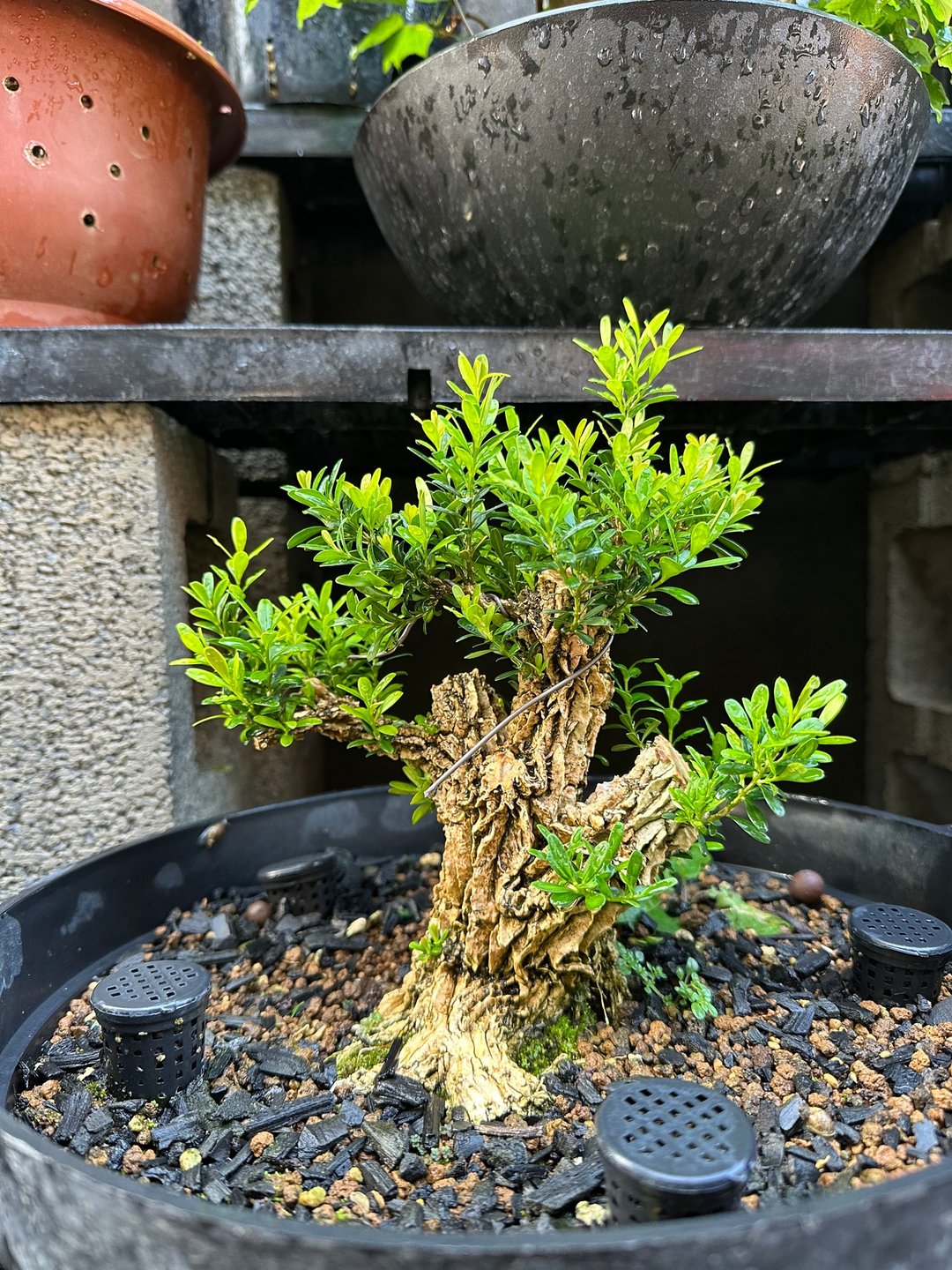 小品盆栽・翡翠黄杨素材 - 植栽/盆栽 - 植物．花 