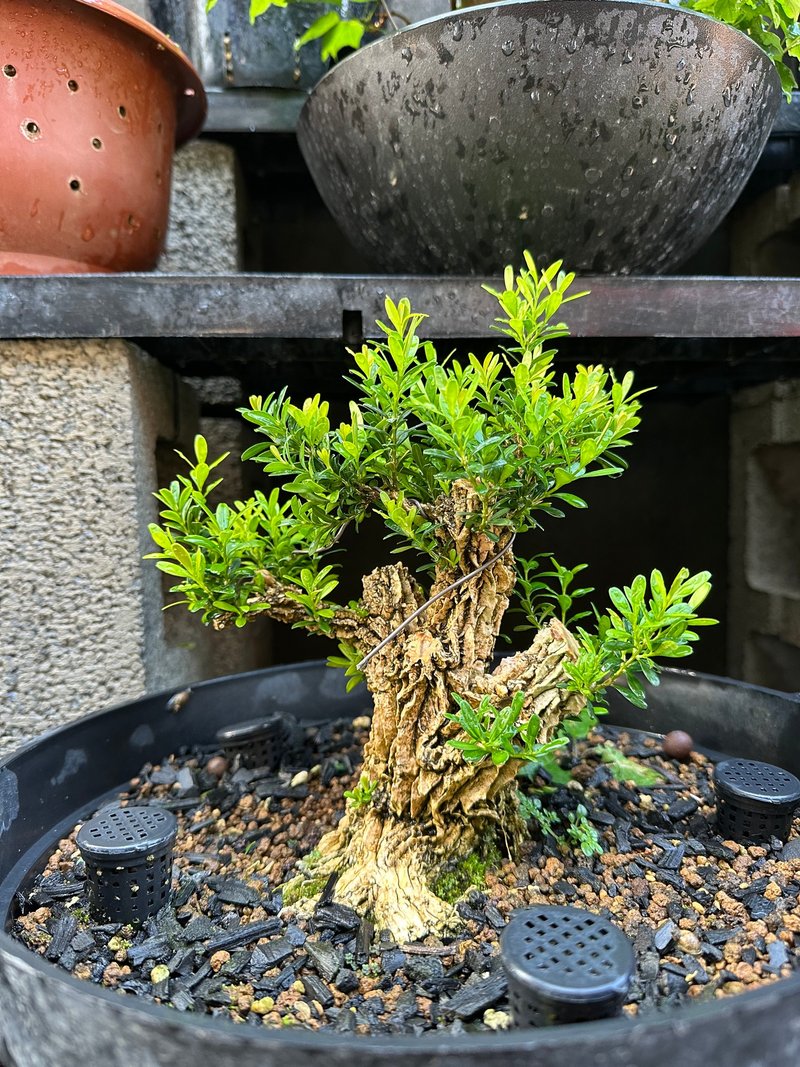 小品盆栽・翡翠黄杨素材 - 植栽/盆栽 - 植物．花 