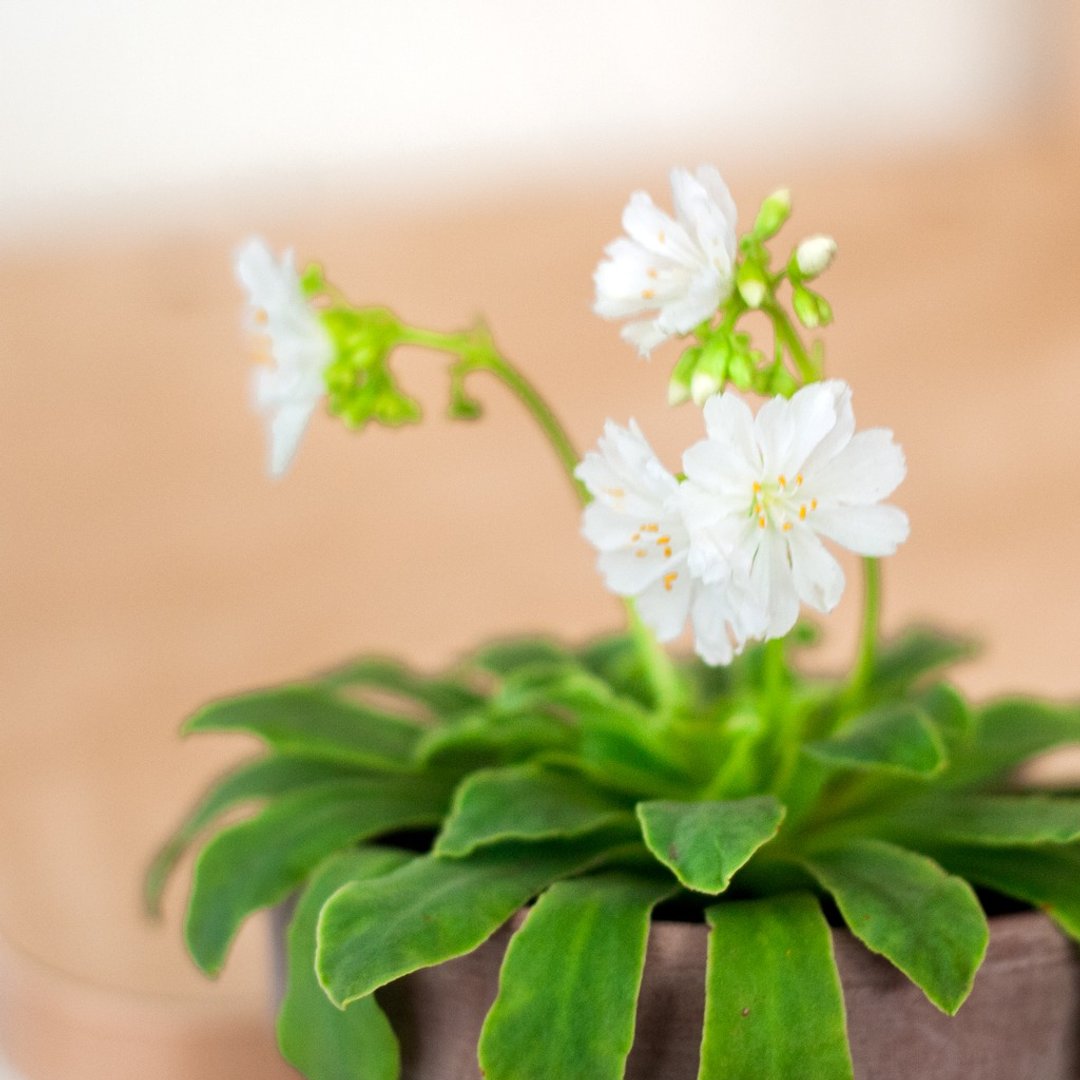 【岩石上的花火】白花露薇花 | 多肉盆栽 | 居家 | 办公室 - 植栽/盆栽 - 植物．花 白色