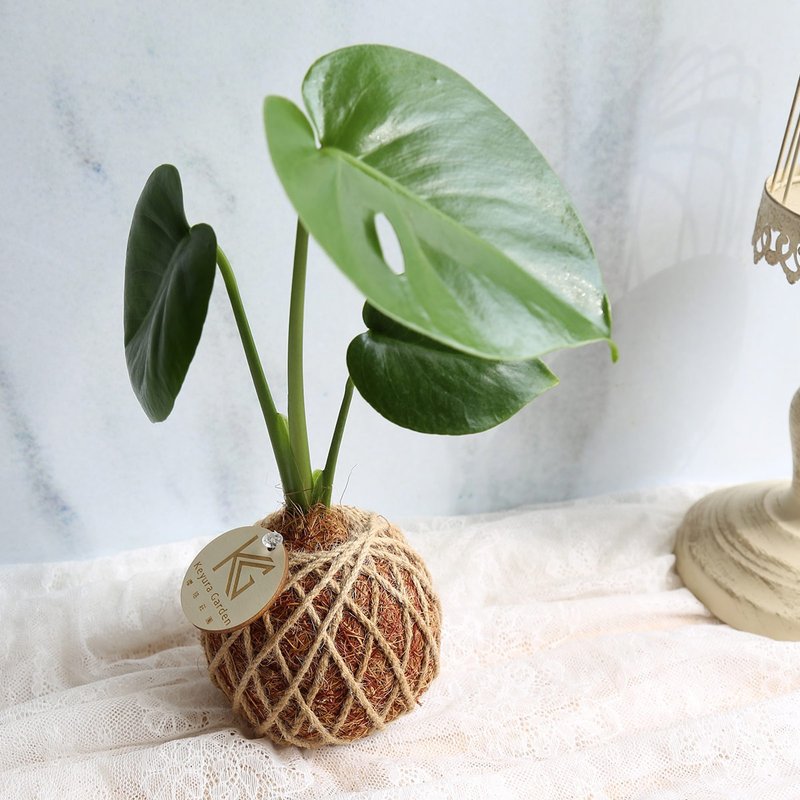 PD04龟背芋小苔球 / 室内植栽 - 植栽/盆栽 - 植物．花 