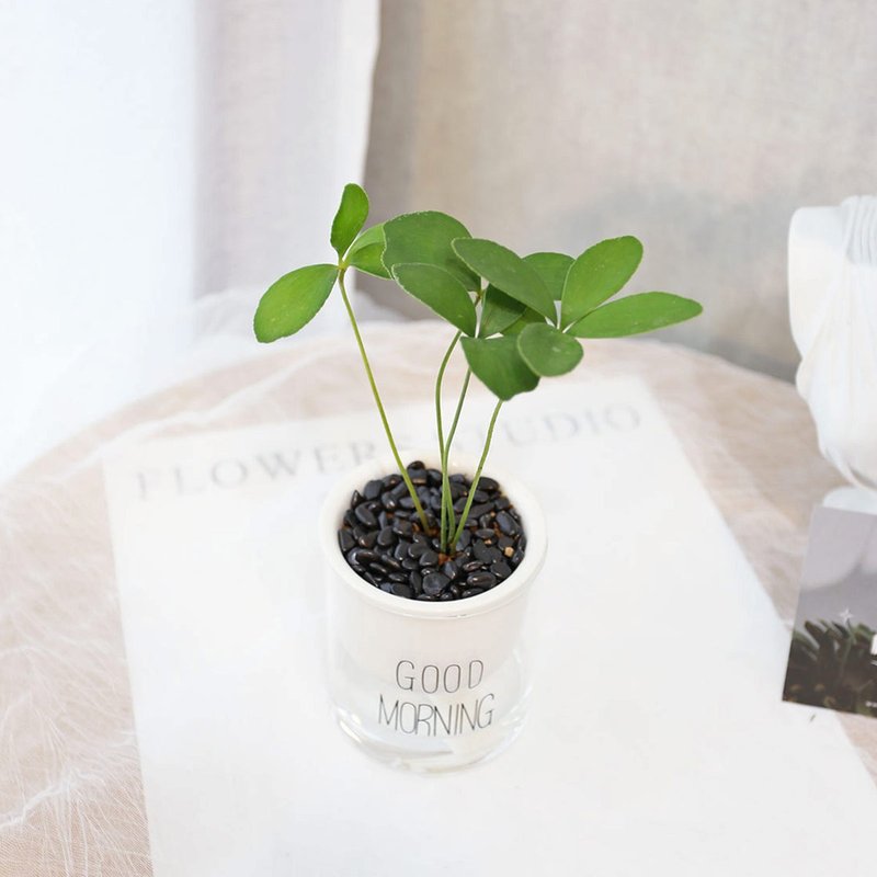 PD178幸运树吸水盆栽 / 室内植物 - 植栽/盆栽 - 植物．花 