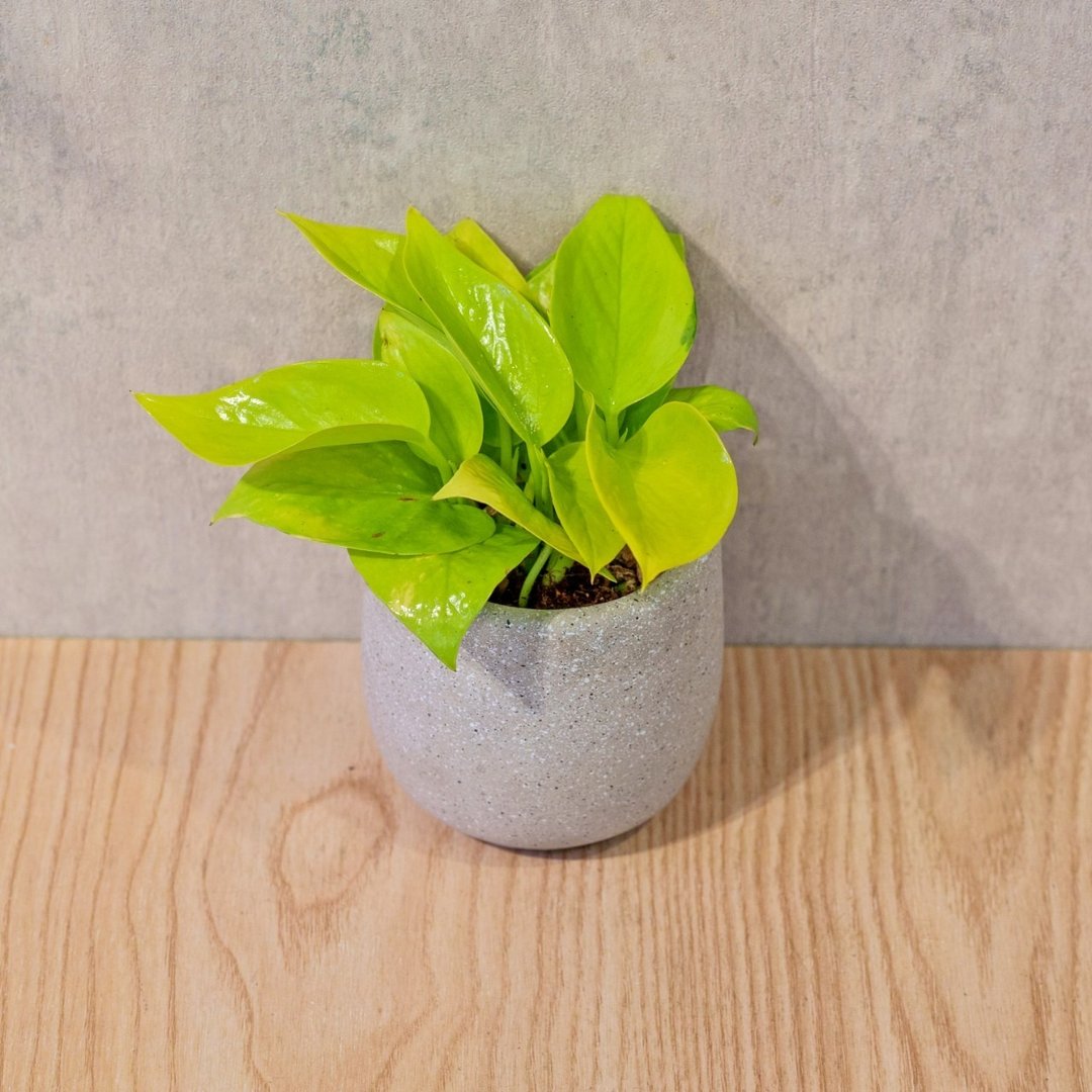阳光黄金葛 桌上型水泥盆栽 观叶植物 礼物 盆栽 交换礼物 植物 - 植栽/盆栽 - 植物．花 灰色