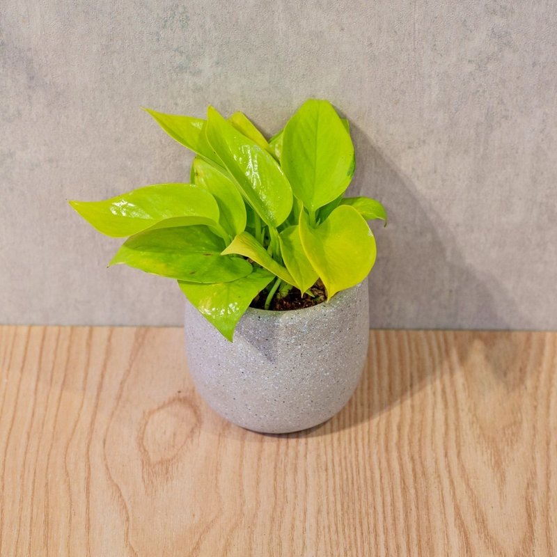 阳光黄金葛 桌上型水泥盆栽 观叶植物 礼物 盆栽 交换礼物 植物 - 植栽/盆栽 - 植物．花 灰色