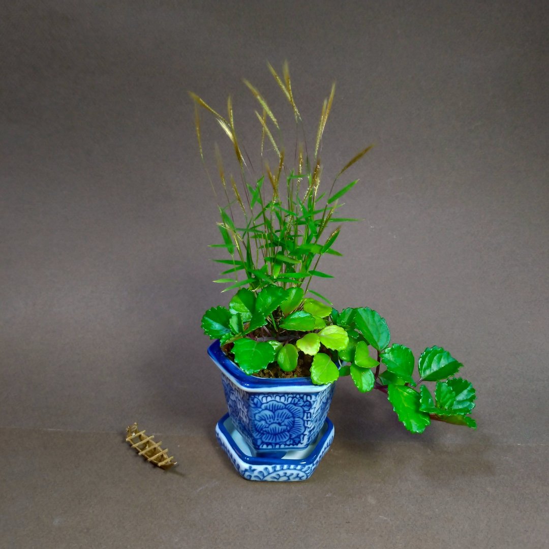 金丝草 如意蔓山野草∣青花六角瓷钵 - 植栽/盆栽 - 瓷 