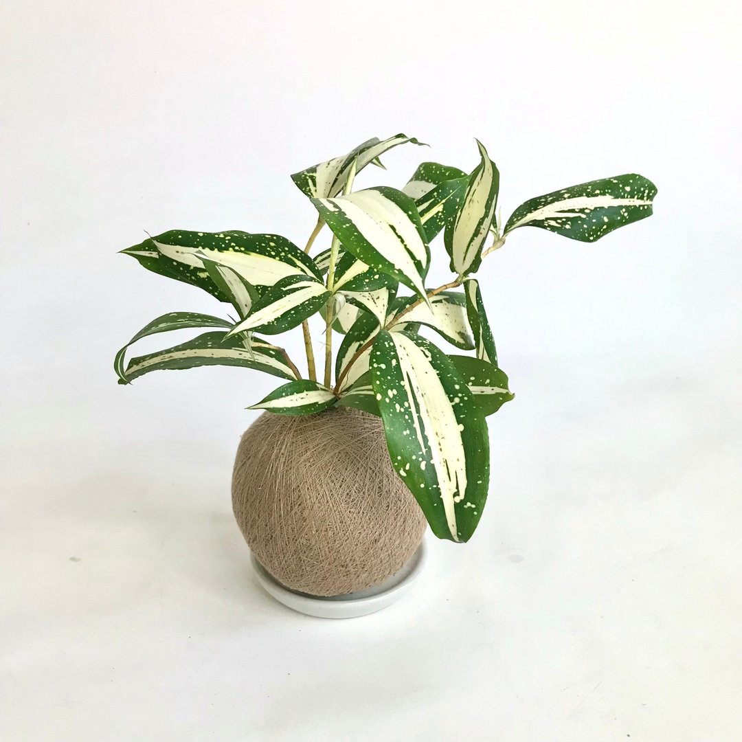 猫眼星点木 手作植栽苔球 - 植栽/盆栽 - 植物．花 