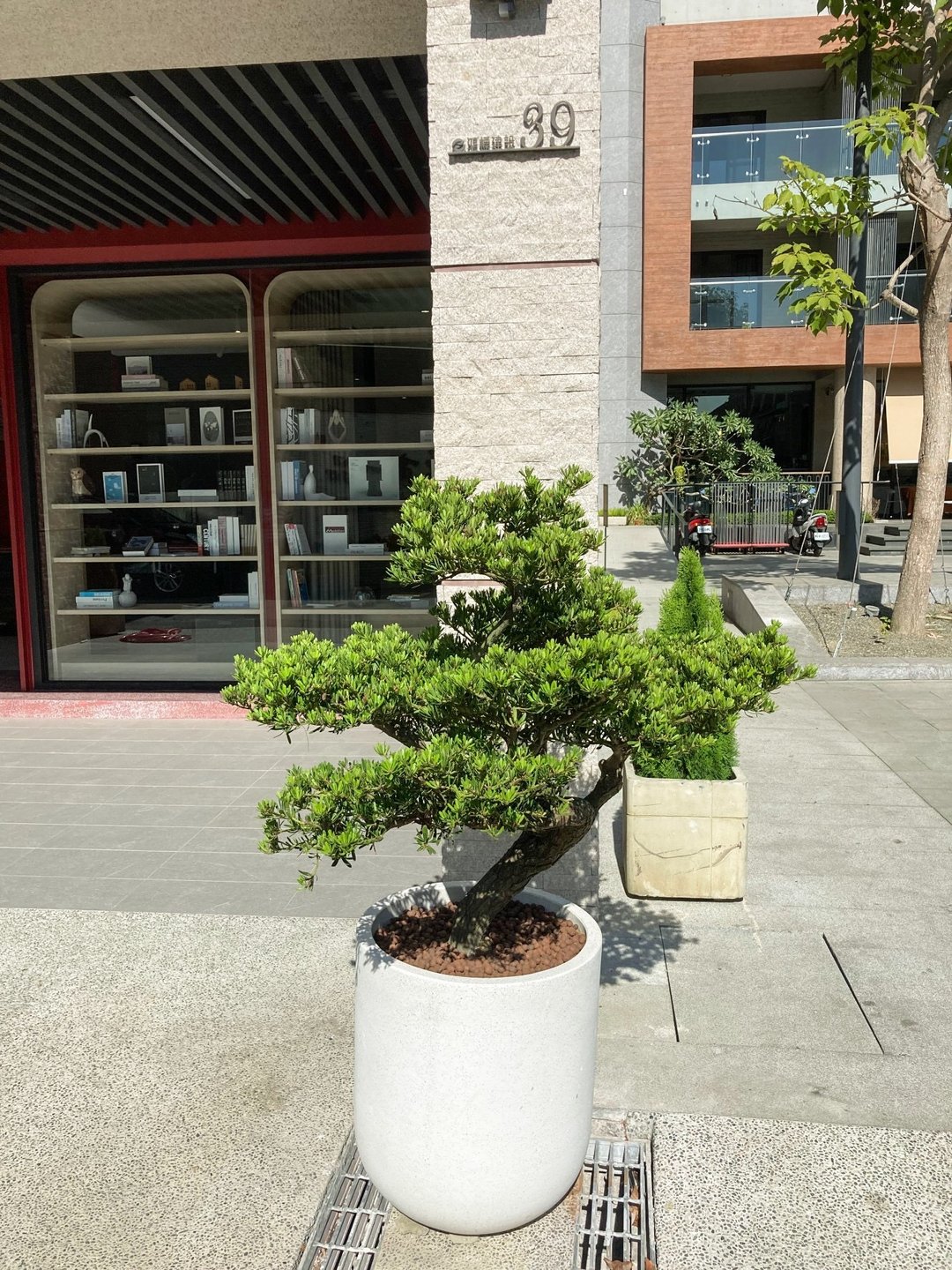 【商业空间绿化设计】咖啡厅室内外植栽 | 中式古典风格 - 植栽/盆栽 - 植物．花 