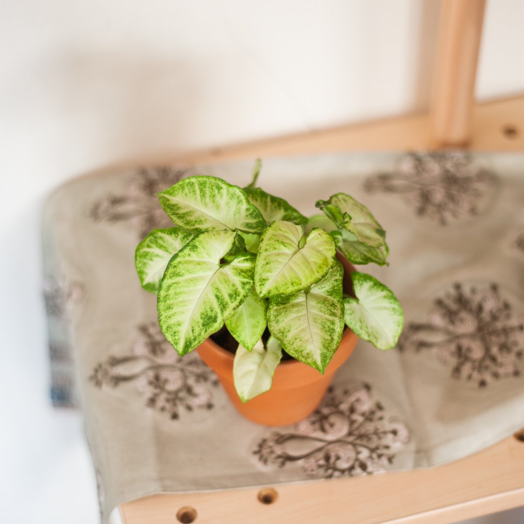 【居家植栽】绿精灵合果芋 | 耐阴植栽 | 办公室盆栽 - 植栽/盆栽 - 植物．花 绿色