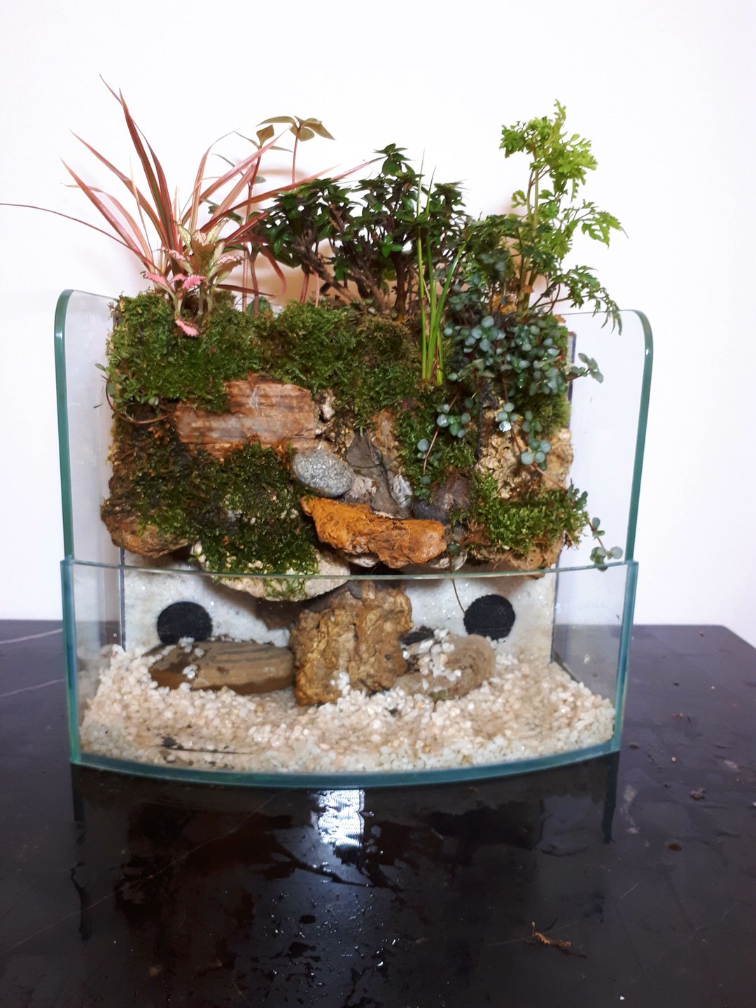 开运生态造景鱼缸AB-30海湾型 居家风水最耀眼的摆饰 - 植栽/盆栽 - 玻璃 