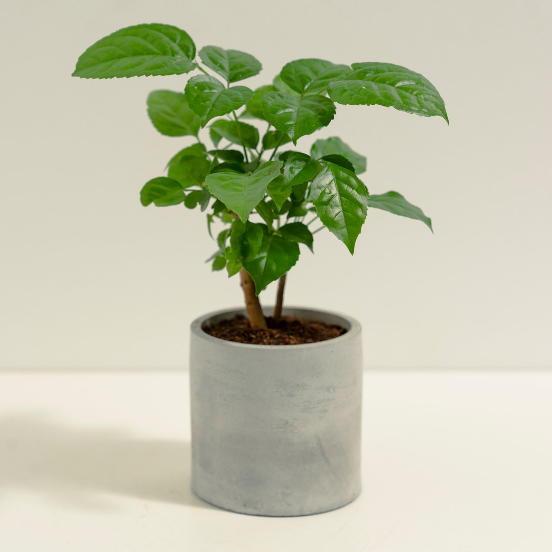 海南菜豆树│泥作系列│福所栽 - 植栽/盆栽 - 水泥 绿色