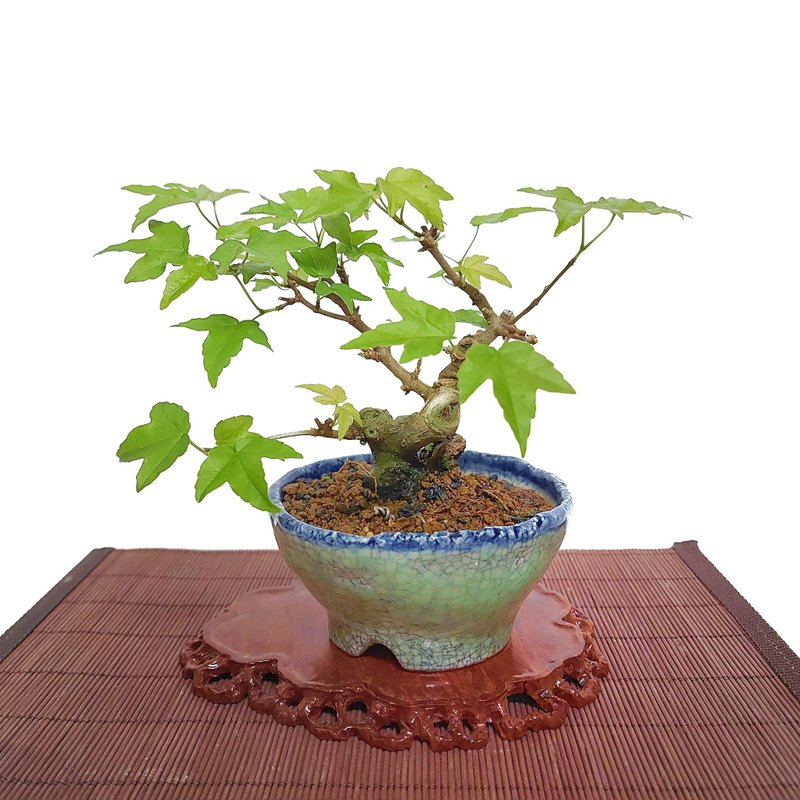 小品盆栽・日本宫样枫・ミヤサマカエデ - 植栽/盆栽 - 植物．花 