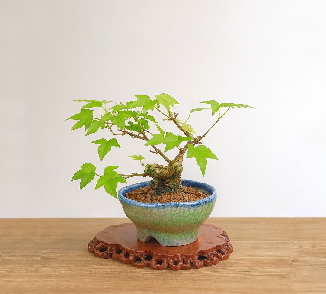 泡茶桌小摆件首选・小品盆栽・日本宫样枫 - 植栽/盆栽 - 植物．花 