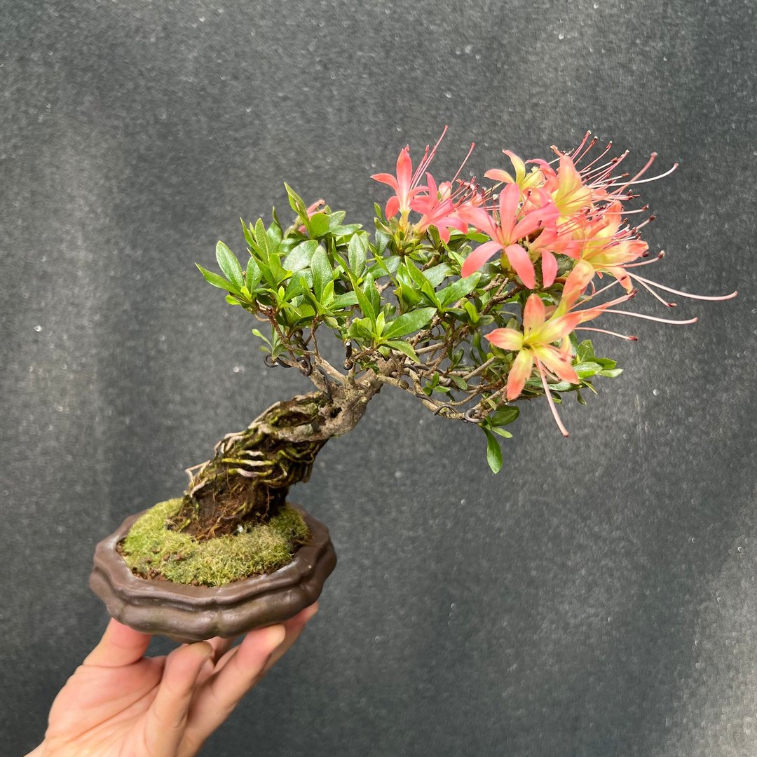 日本皋月杜鹃∣赤千羽鹤露根盆景 - 植栽/盆栽 - 陶 
