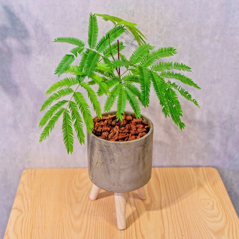 小豆树 水泥盆栽 落地盆栽 小高木脚水泥盆栽 开幕送礼 乔迁礼物 - 植栽/盆栽 - 植物．花 