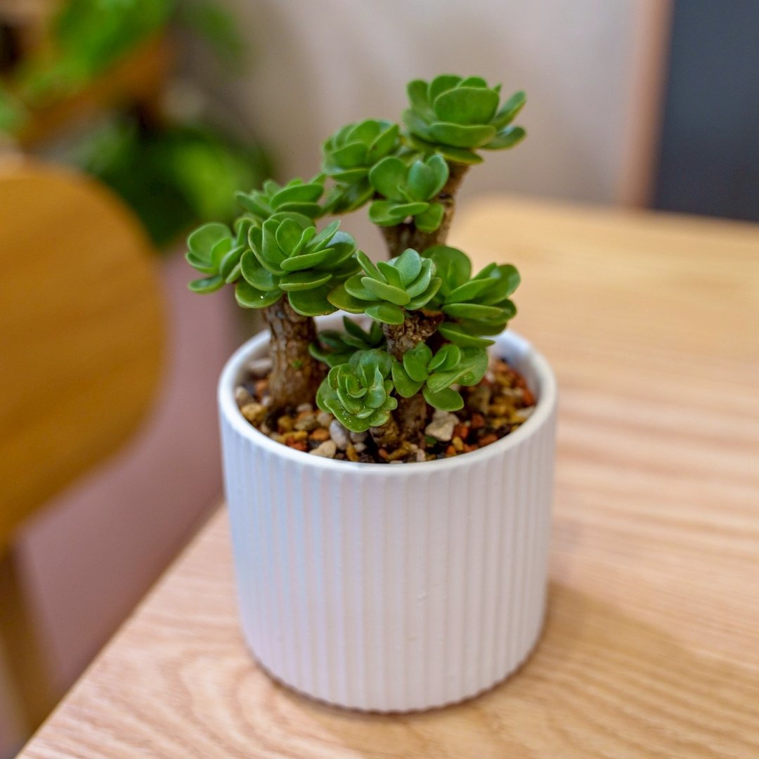 云叶古木 莫兰迪色系直纹陶盆 室内植物 观叶植物 礼物 盆栽 交换 - 植栽/盆栽 - 植物．花 白色