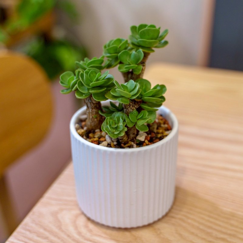 云叶古木 莫兰迪色系直纹陶盆 室内植物 观叶植物 礼物 盆栽 交换 - 植栽/盆栽 - 植物．花 白色