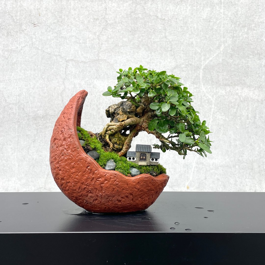 小品盆栽-寿娘子 附石组合盆景 送礼 - 植栽/盆栽 - 植物．花 