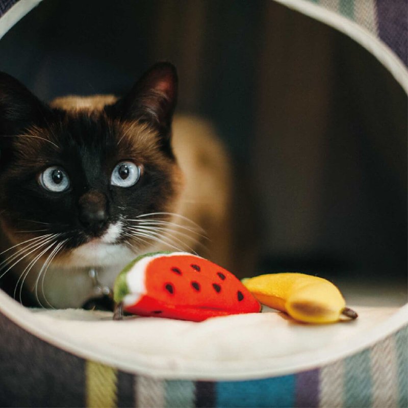 猫玩具 猫草 狂野猫咪 逗猫 热带水果 - 玩具 - 环保材料 