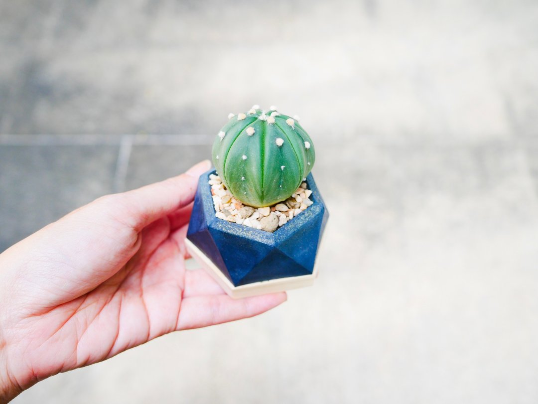 CACTUS POT HEXAGON SHAPE - 摆饰 - 蜡 黑色