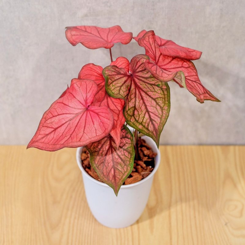沙漠落日 彩叶芋 日式塑陶盆 室内植物 观叶植物 礼物 办公室小物 - 植栽/盆栽 - 植物．花 