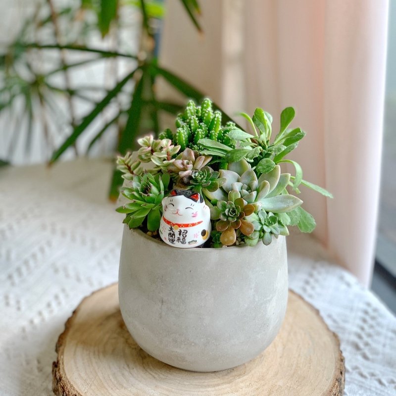 【招财首选】招财猫水泥多肉组盆-圆肚12X11.5.新居落成.升官乔迁 - 植栽/盆栽 - 植物．花 绿色
