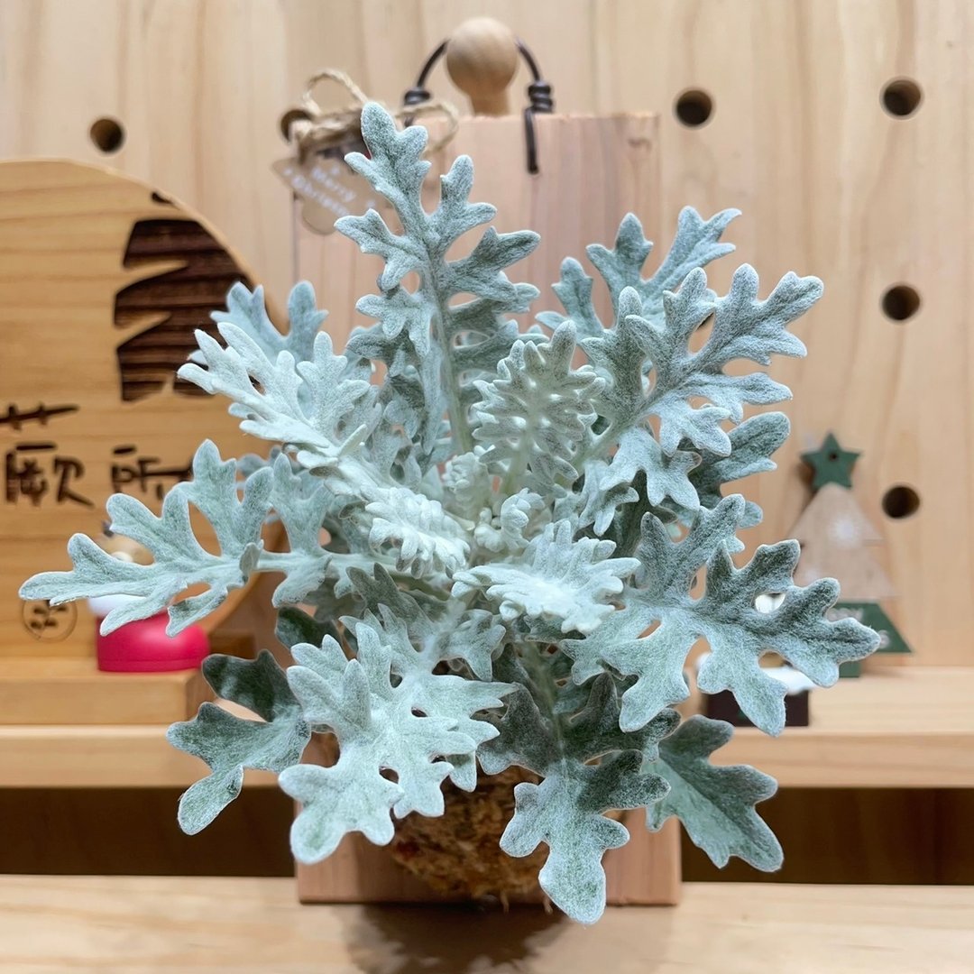 【植蕨所在】 银叶菊 上板植物 手工制作 观叶植物 居家摆设 圣诞 - 植栽/盆栽 - 植物．花 