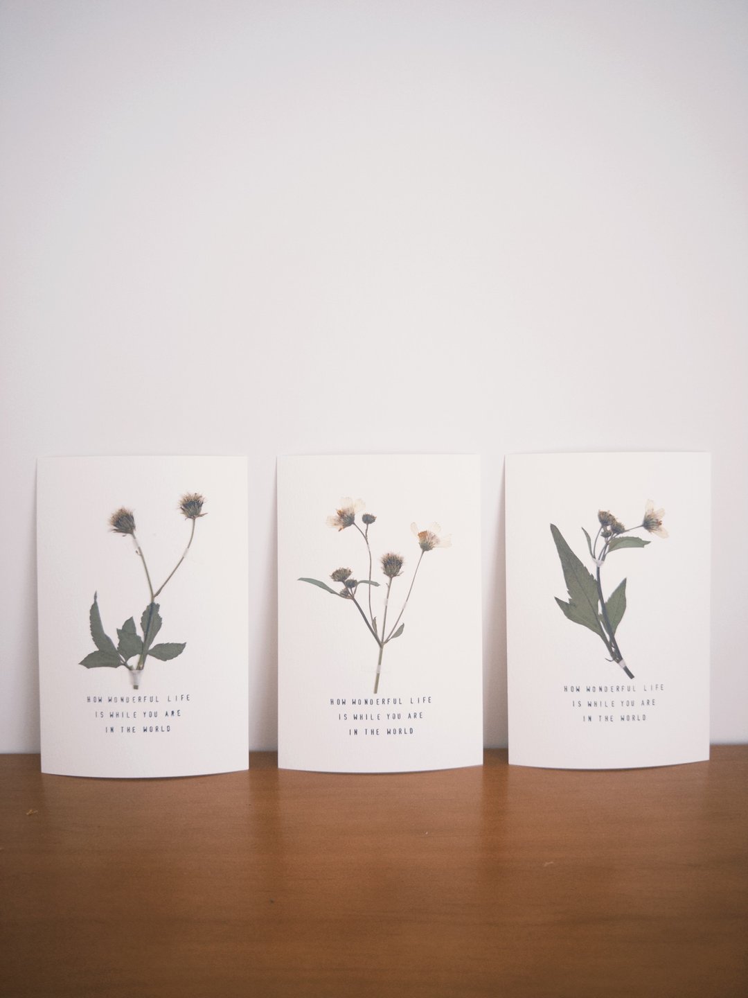 The Far Afield 香港小野花明信片 - 白花鬼针草 - 卡片/明信片 - 纸 白色