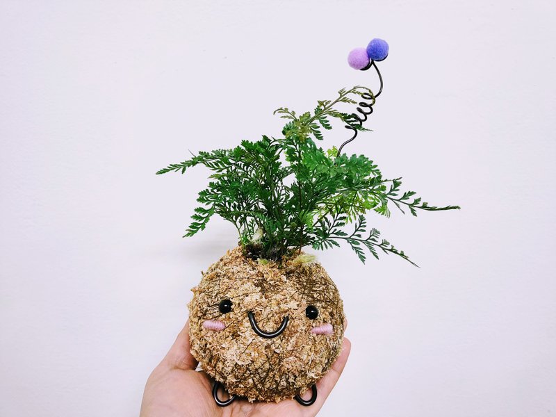 创意苔球│兔脚蕨│室内植物│窗边植物│观叶植物 - 植栽/盆栽 - 植物．花 绿色