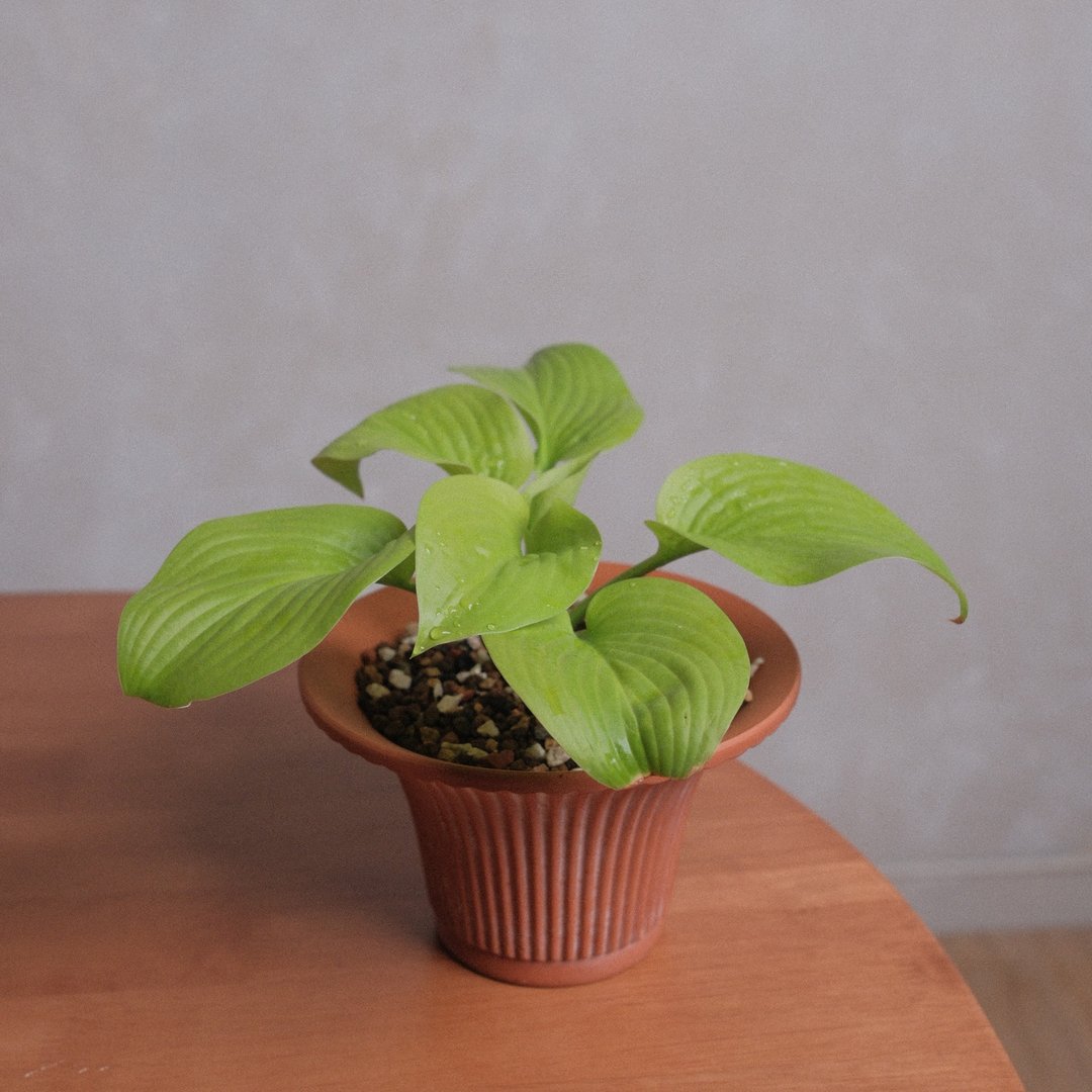 玉簪/耐阴植物 - 植栽/盆栽 - 植物．花 